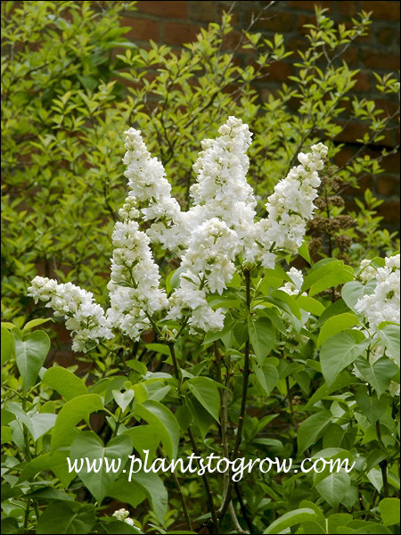 Nice white trusses of flowers. (May 17)